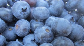 Harvest Time at VancouverMom.ca
