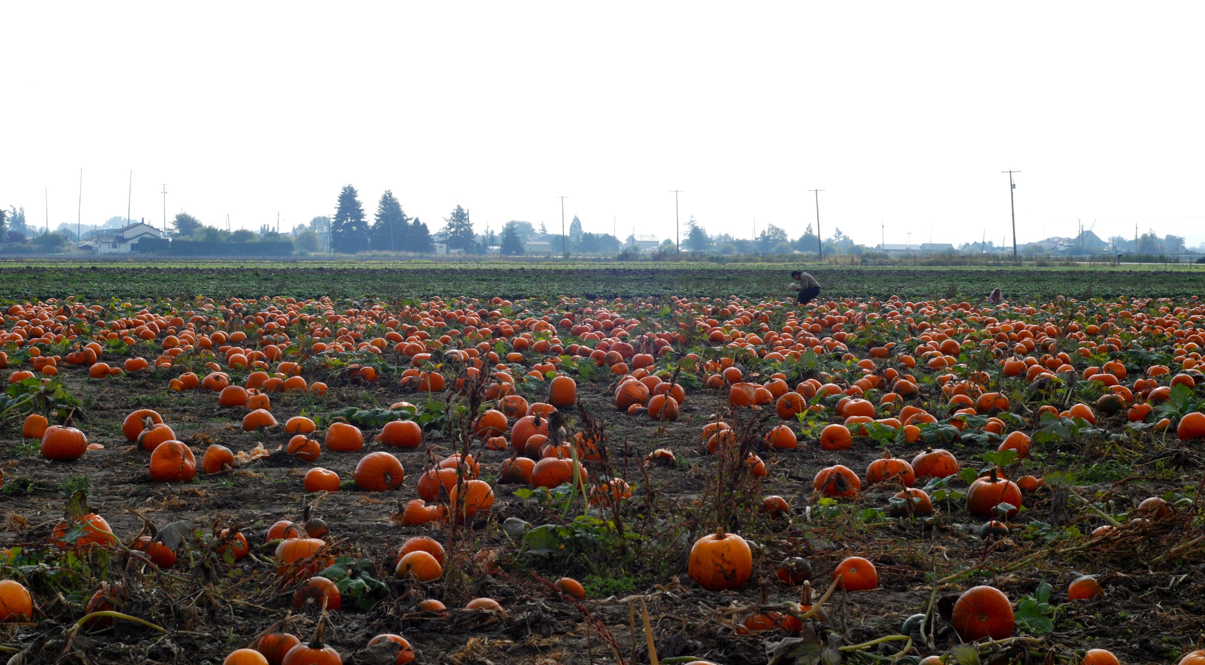 Pumpkin Patch Paradise: Westham Island Herb Farm