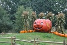 Pumpkin Patch: Richmond Country Farms