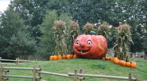 Pumpkin Patch: Richmond Country Farms