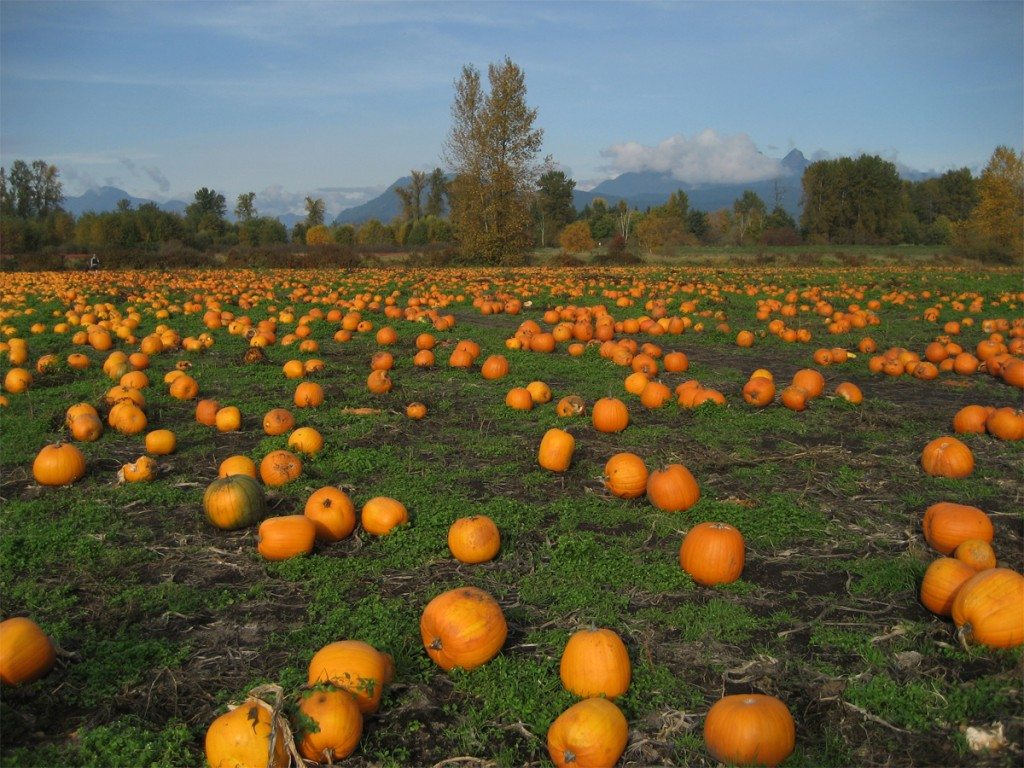 laity pumpkin patch