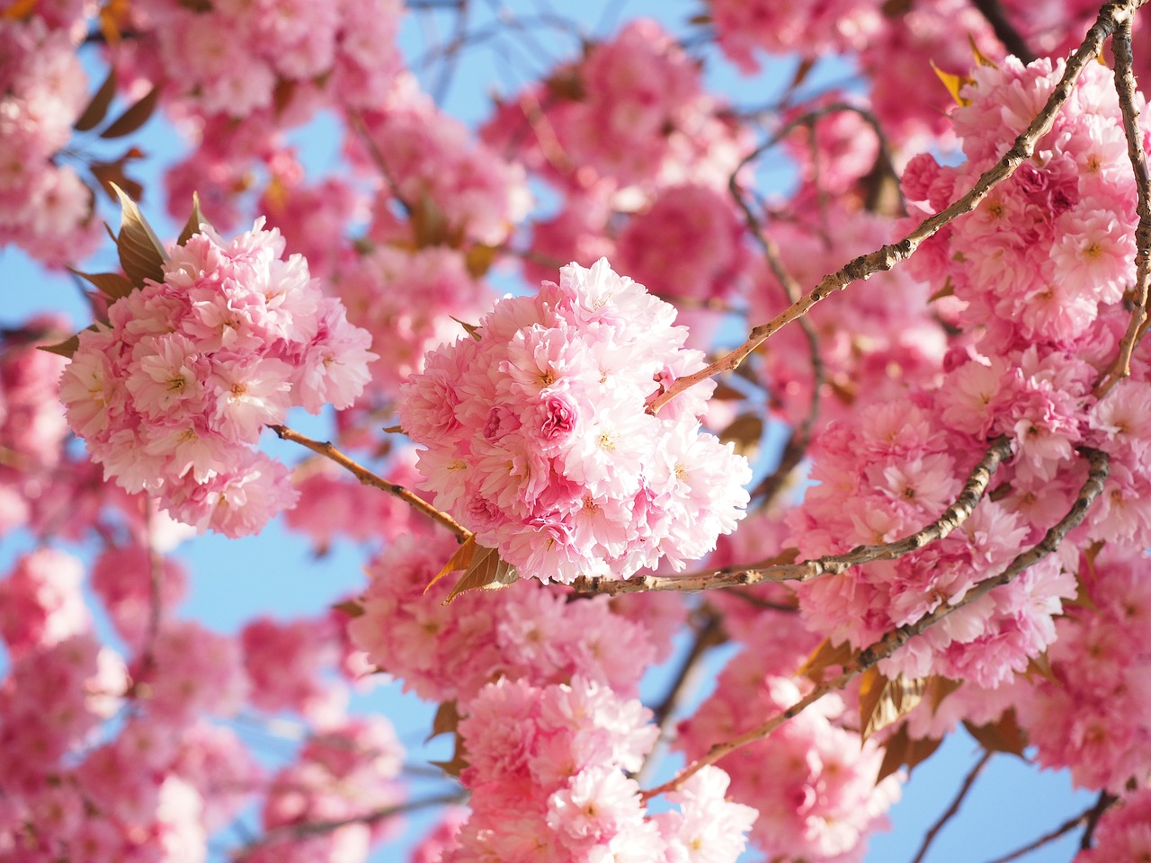 Be Captivated by the Vancouver Cherry Blossom Fest - Vancouver Mom