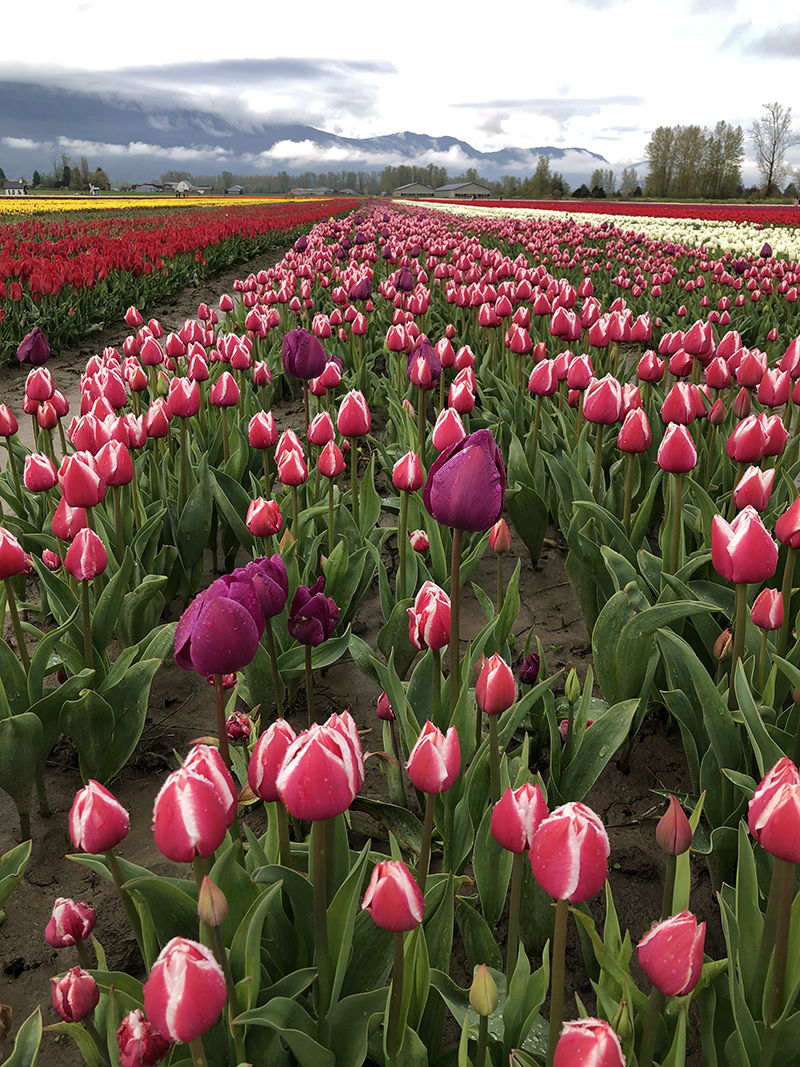 Top 4 Spots to Tip Toe Through the Tulips Vancouver Mom
