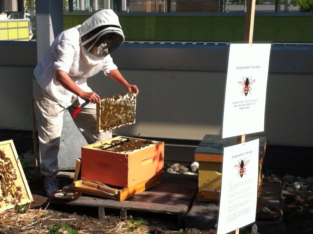 green living vancouver Julia Common tends our bees