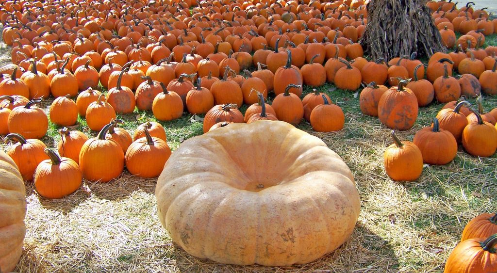 pumpkin patch vancouver