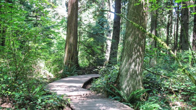 A photo of a forest on a sunny day, through the middle runs a wooden pathway.