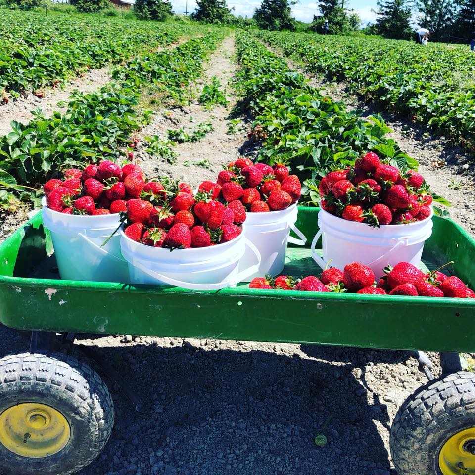 u-pick strawberry buckets from Emma Lea Farms