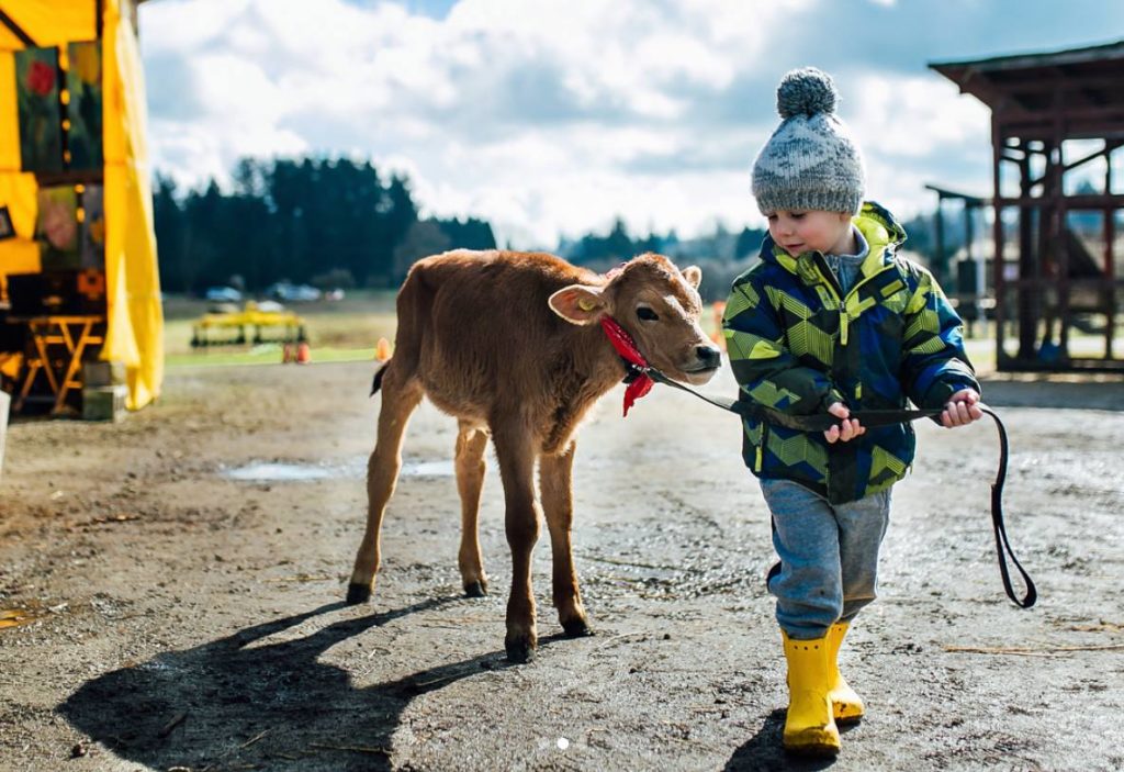 Kid walking with a calf