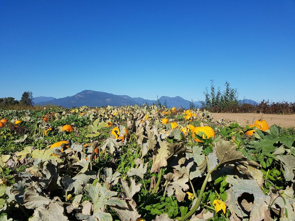 Peteys Pumpkin Patch