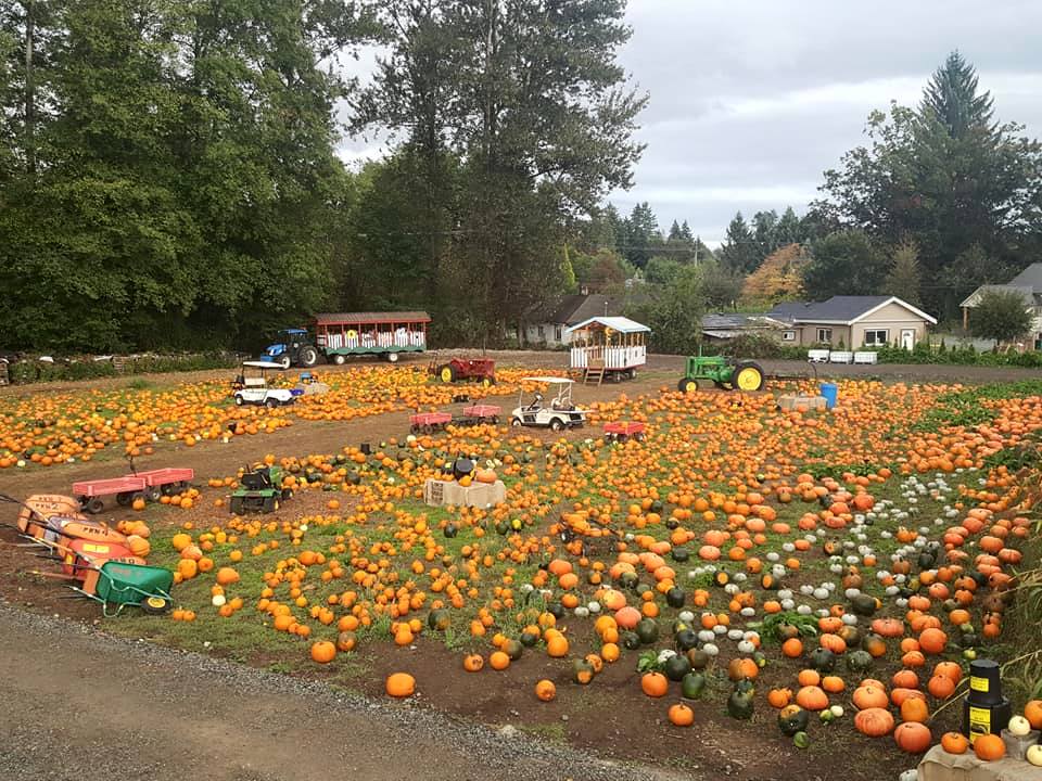 Port Kells Nurseries pumpkin patch