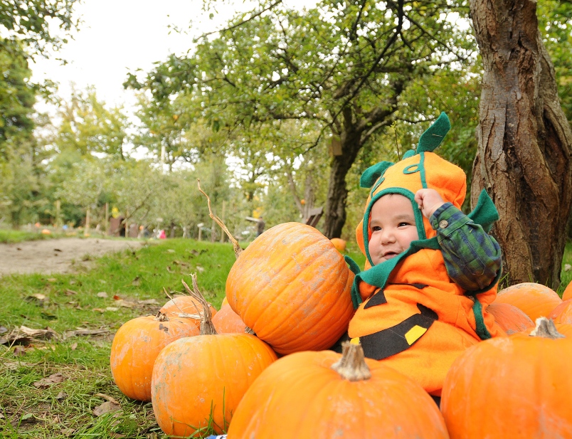Kid in a pumpkin costume in a bunch of pumpkins