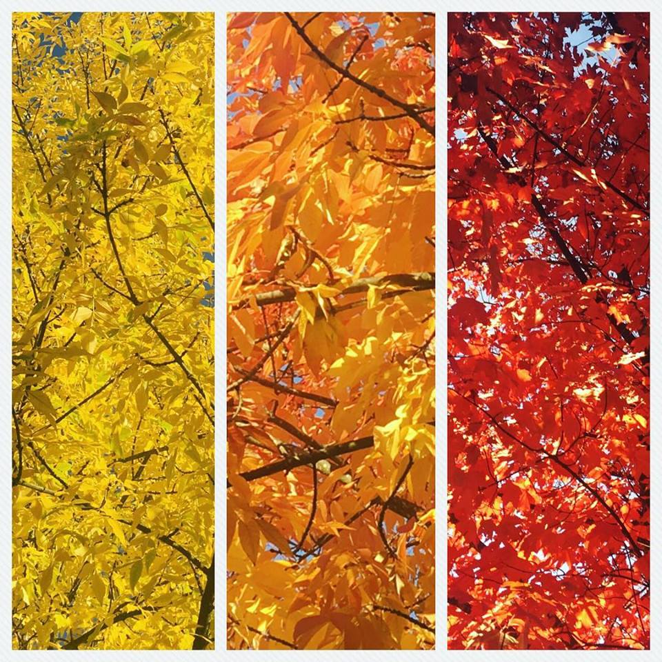 Fall leaves colours