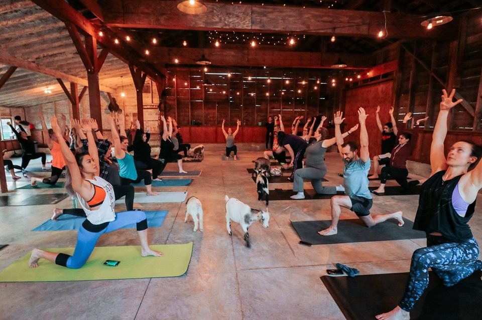 Goat Yoga