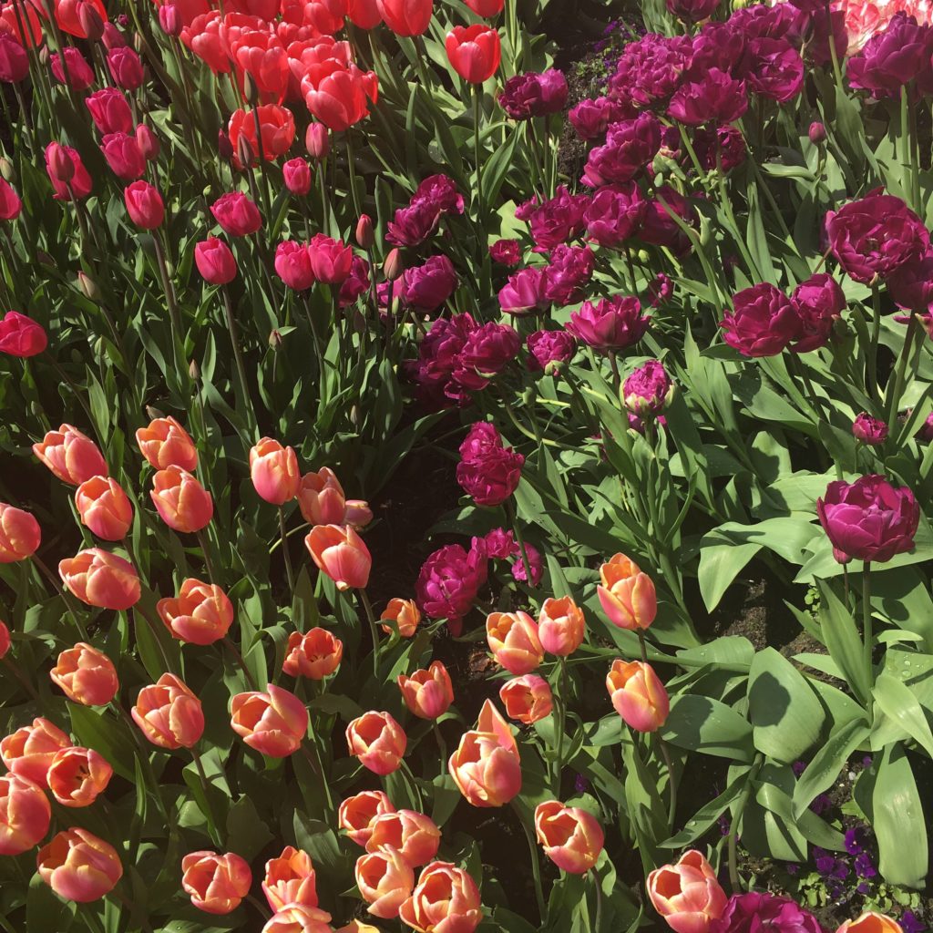 An overview photo of pink, purple and peach tulips.