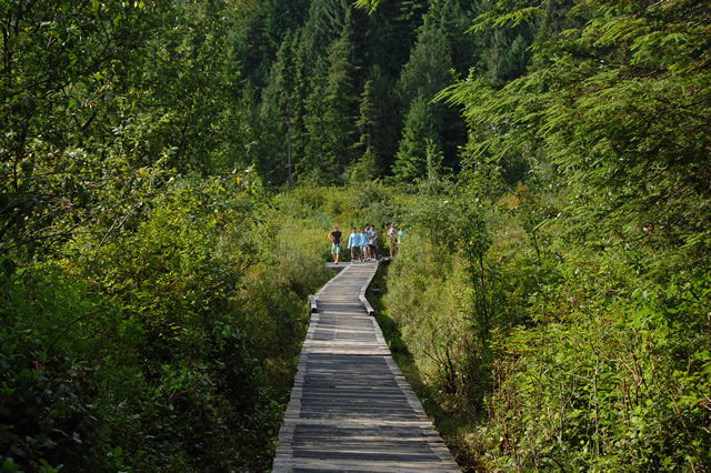 A long wooden, narrow walking bridge is surrounded by thick brush. People in pale blue shirts are at the end of the walking bridge.