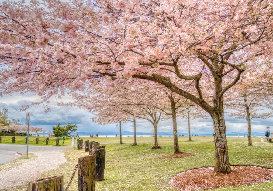 Garry Point Park Cherry Blossom festival.