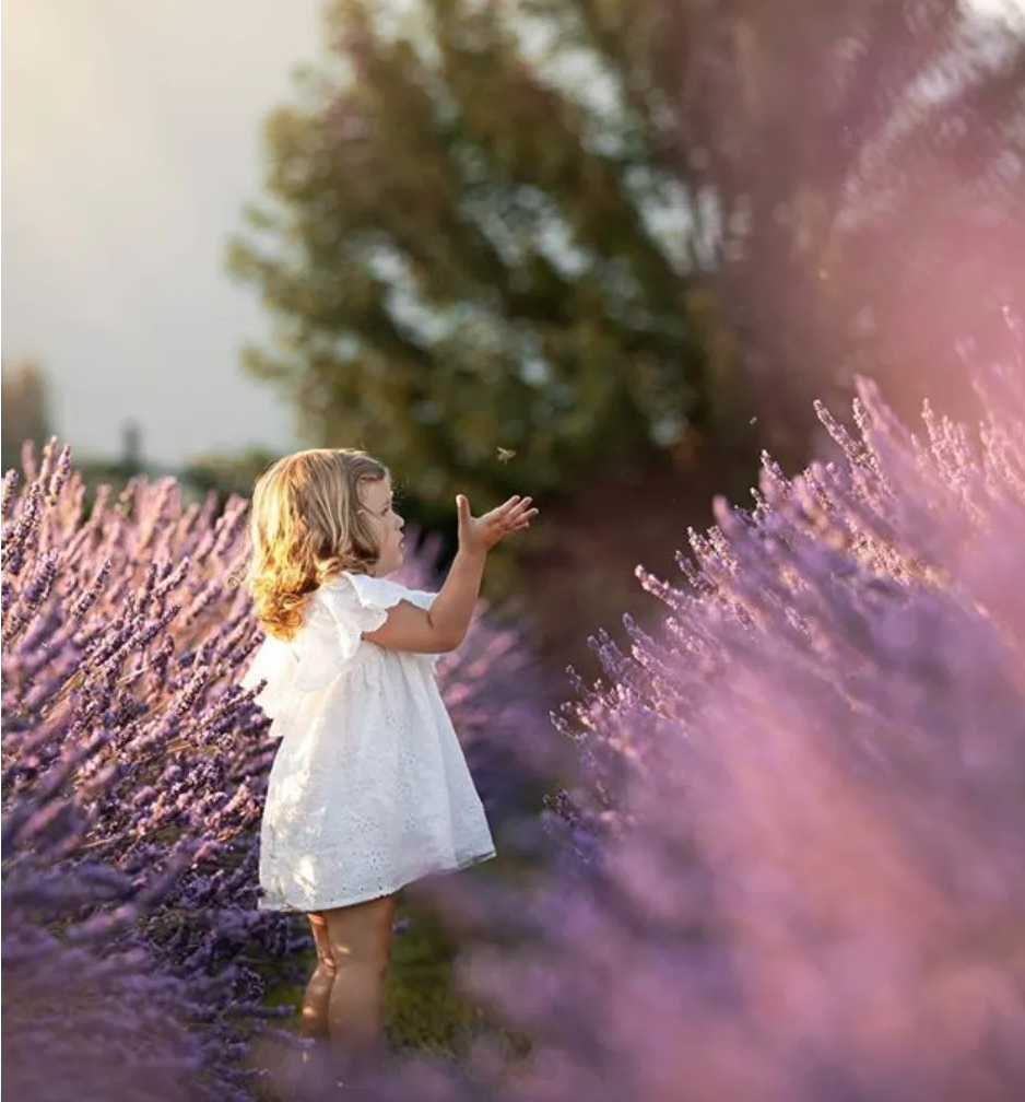 A little girl in while dress stands in a field of lavender. Places to see lavender in Vancouver.