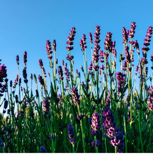 A close up photo of a field of lavender.
