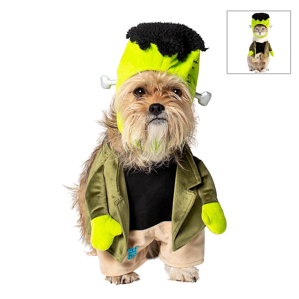 Dog wearing halloween costume
