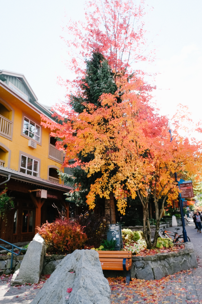 A fall photo of a tree in Whistler Village. The tree is orange and red with a bench underneath.