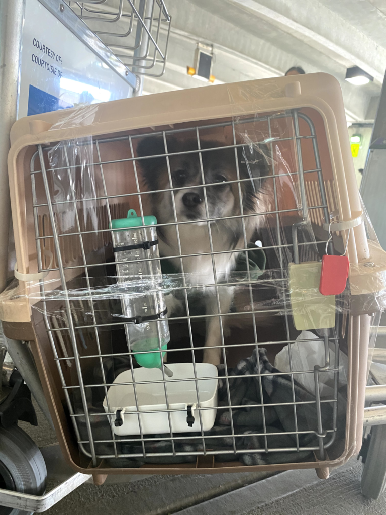 Bringing your dog home from the breeder.