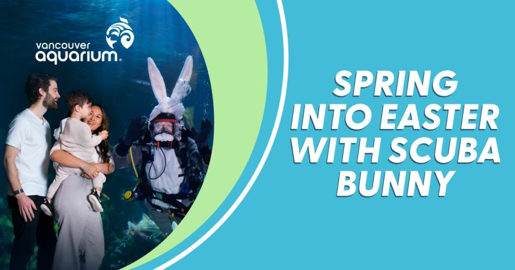 Scuba Bunny at the Vancouver Aquarium.