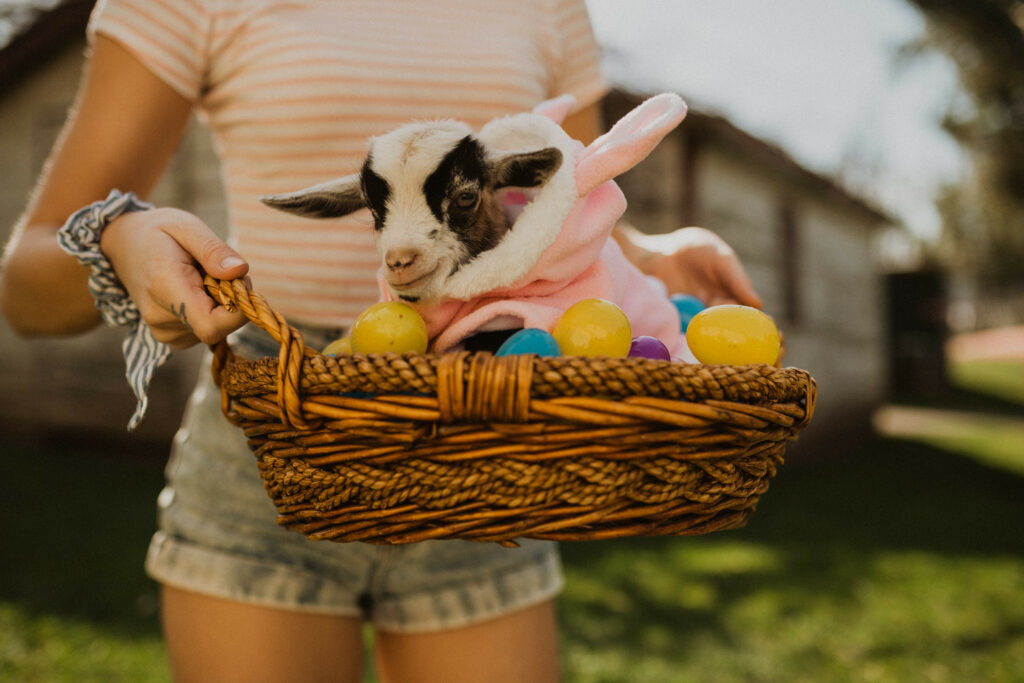 Baby animals at Mann Farms for Easter.