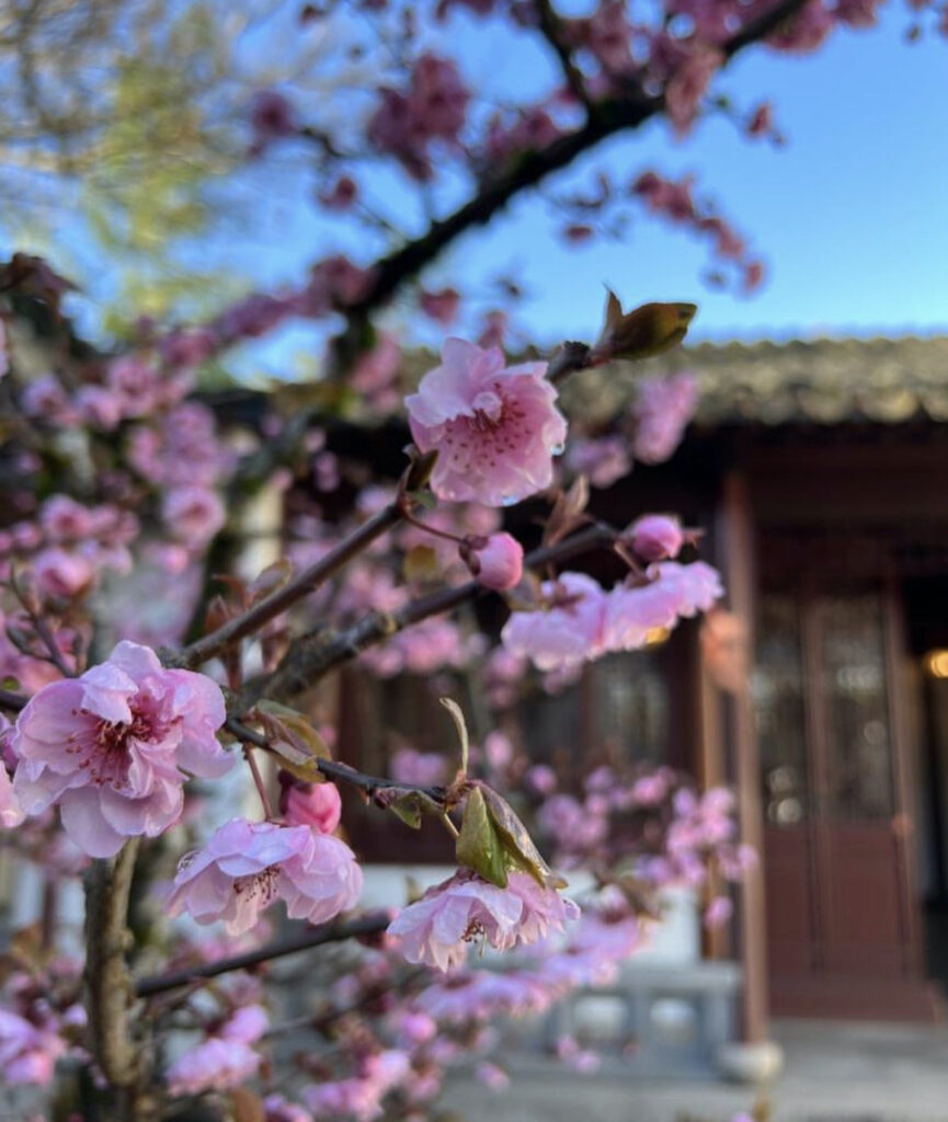 What to do in Vancouver? Dr. Sun Yat-Sen Classical Garden