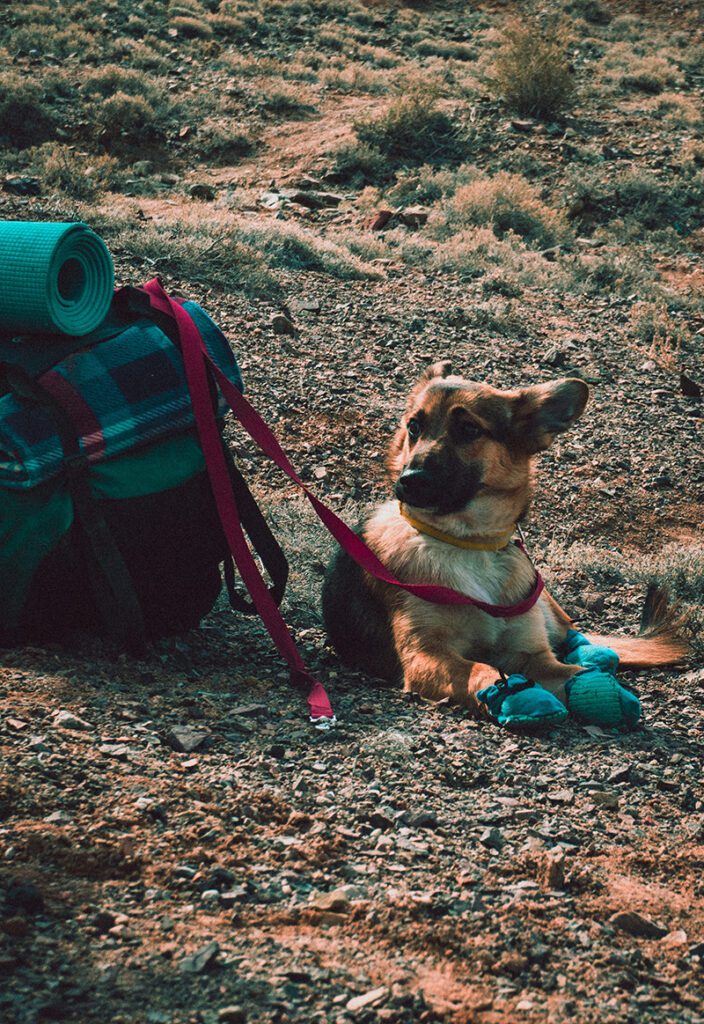 A German Shepard sits next to a travel backpack. It is leashed to the backpack but sitting.