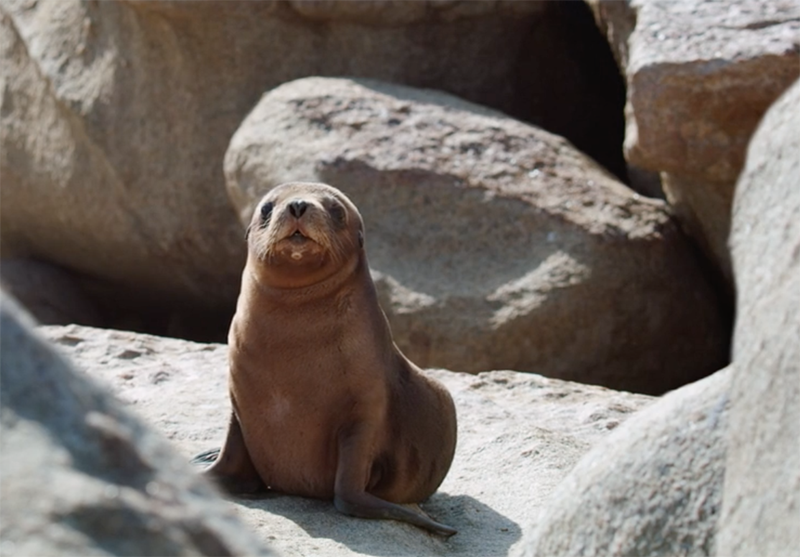 A photo of Otto a sea lion sitting on rocks in the sun for the Vancouver Aquarium 4d experience for family day.