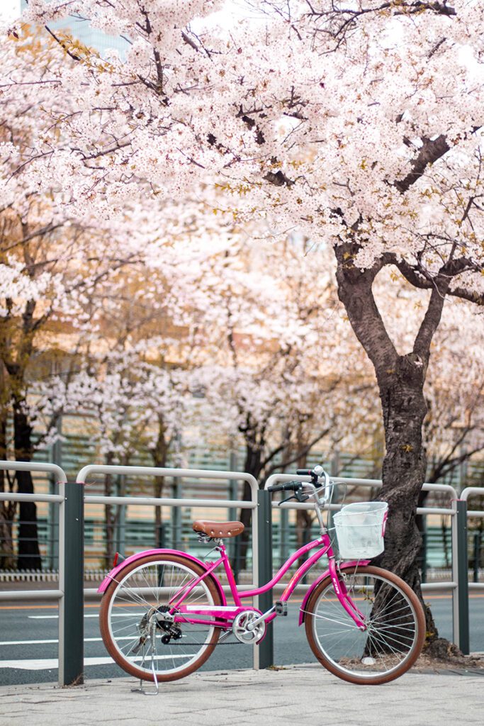 A photo of a hot pink bike with a white basket sits with cherry blossom trees in the background.