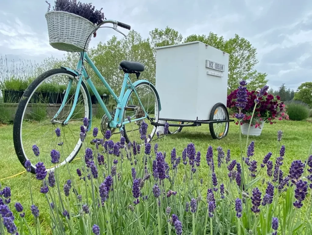 a Beautiful blue bike with a basket of lavenders for the Top spots for Lavenders farms.
