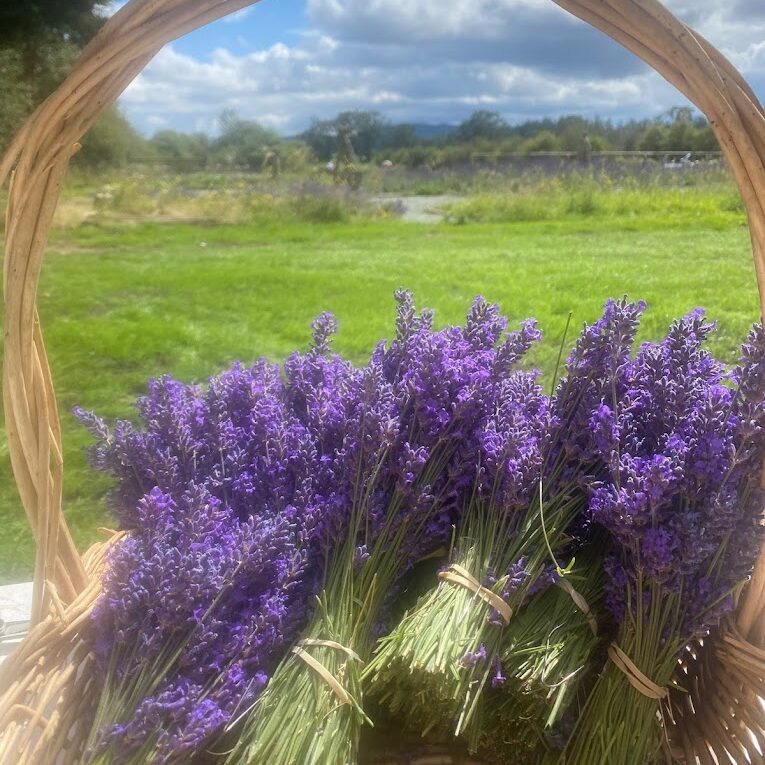 Lavender in a Basket at Island Lavender Farm for the top lavender farms in Vancouver and Vancouver Island