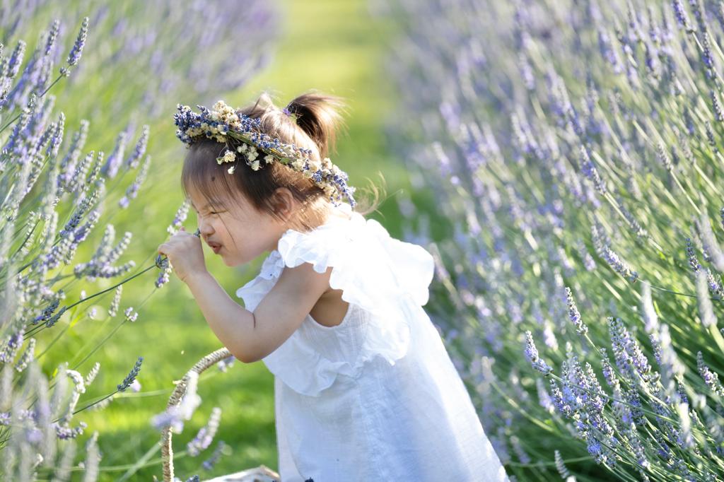 A little girl smelling lavender on the lavender farms in Metro Vancouver