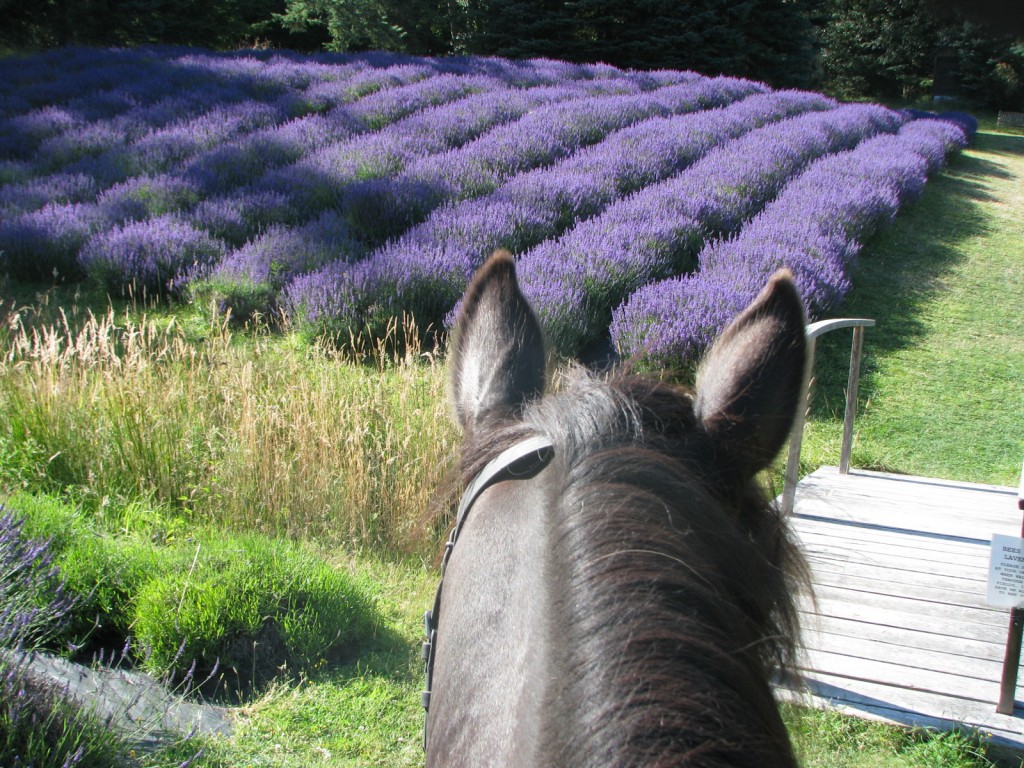 head of a black horse looking at the lavender field in Sacred mountain Lavender farm.