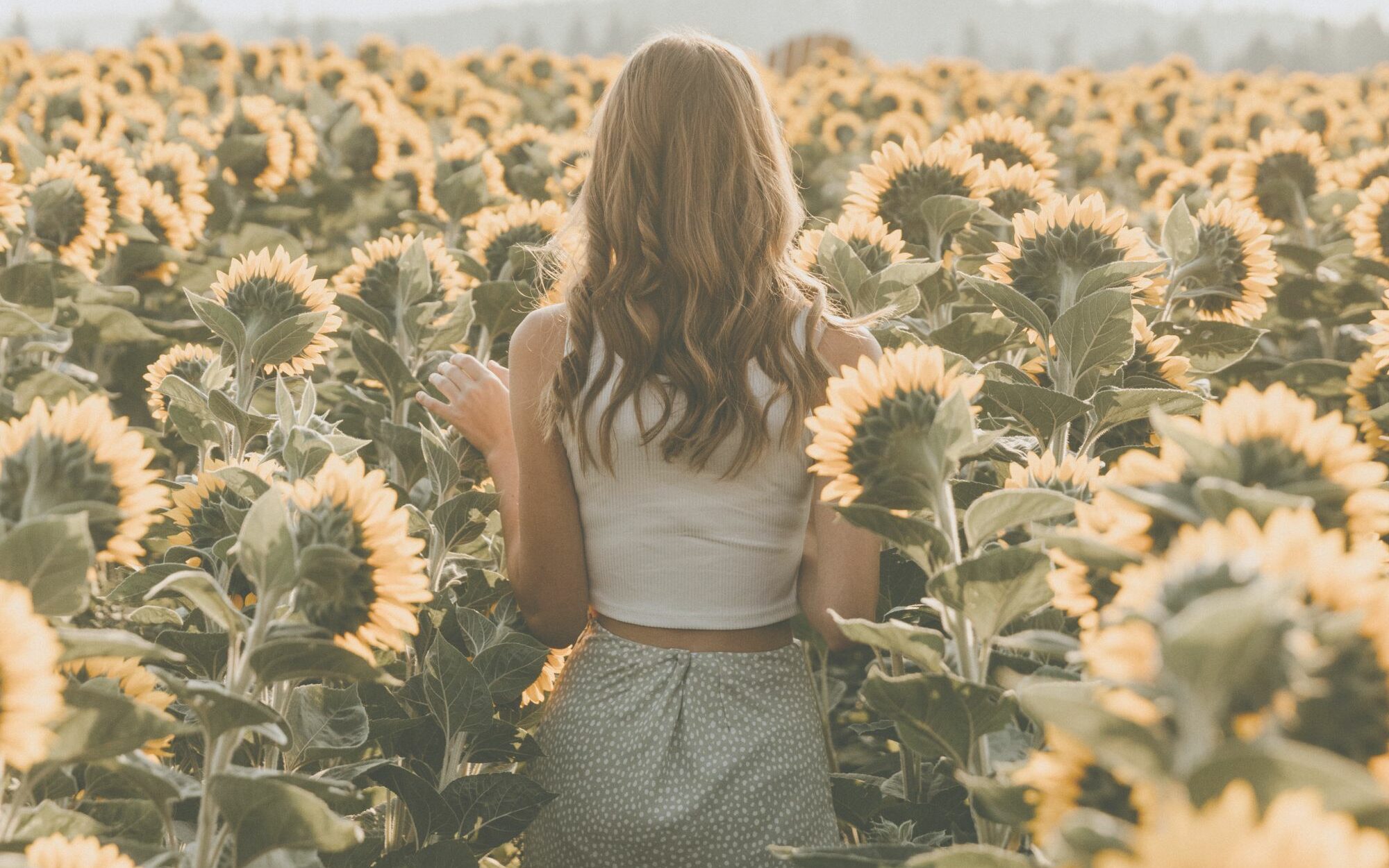 lady walking through the sunflower fields at the Bloom Flower Festival in Armstrong, BC