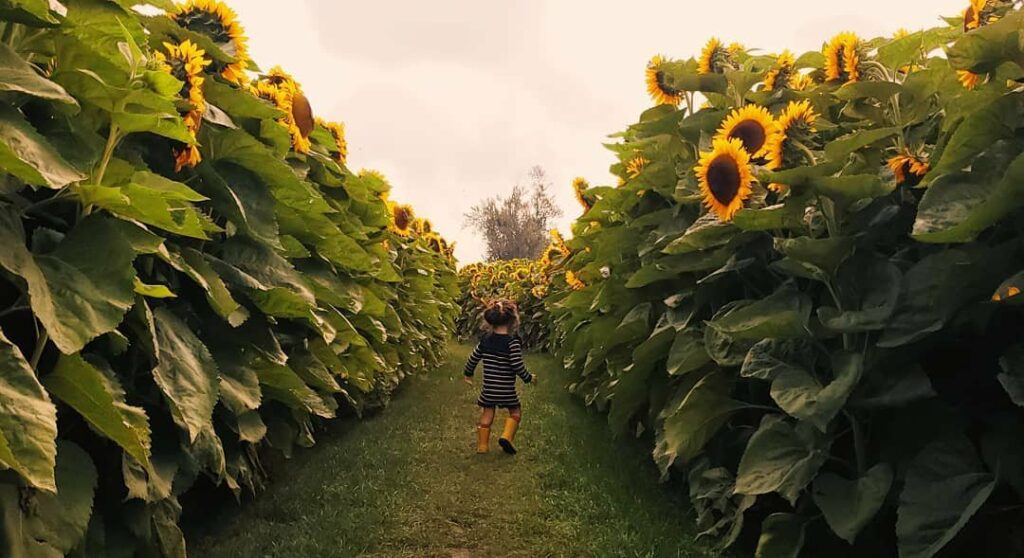 Little girl walking through the Sunflower fields in Chilliwack