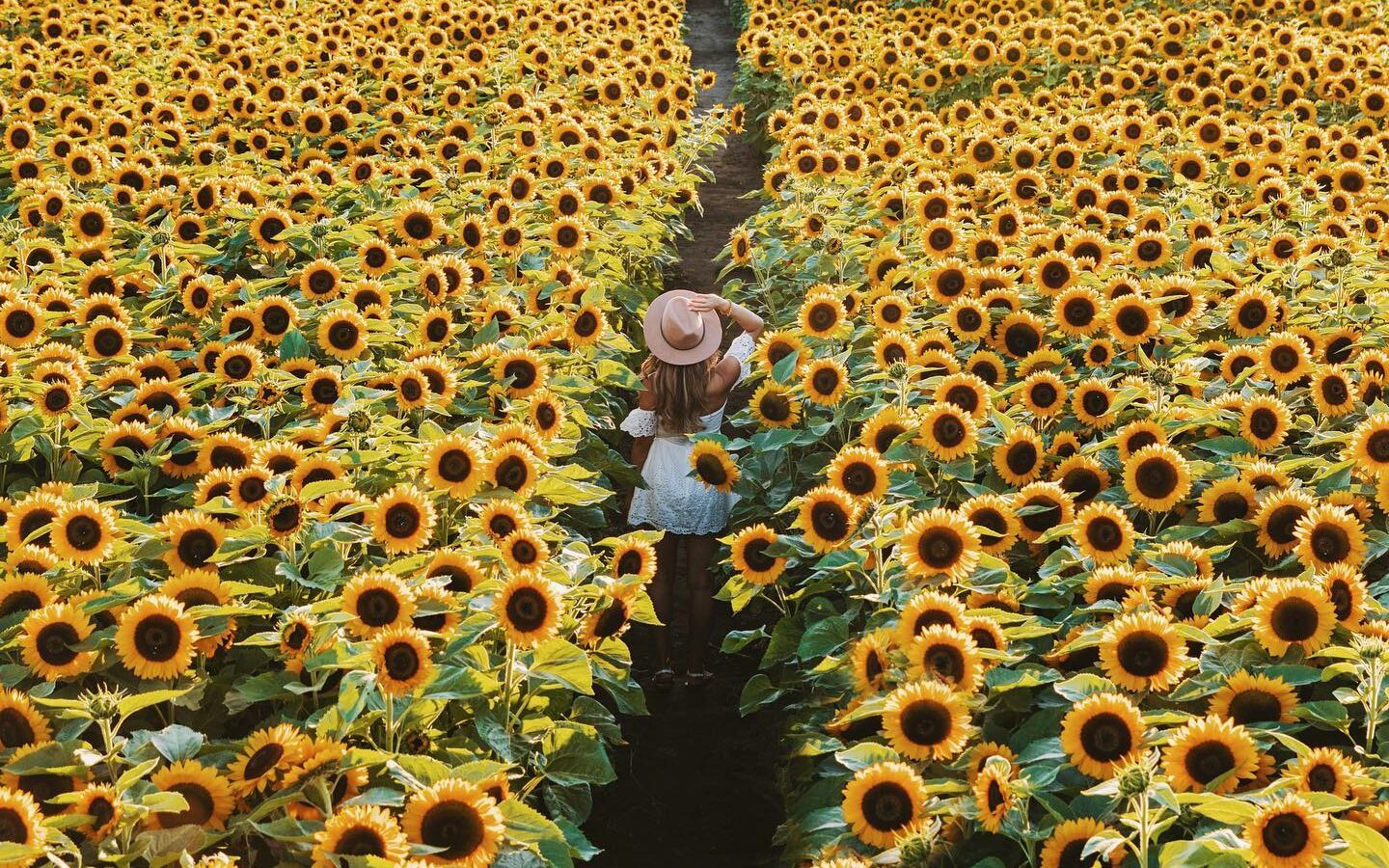 A lady walking down the field of the sunflowers in Abbotsford at the Lakeland Flowers