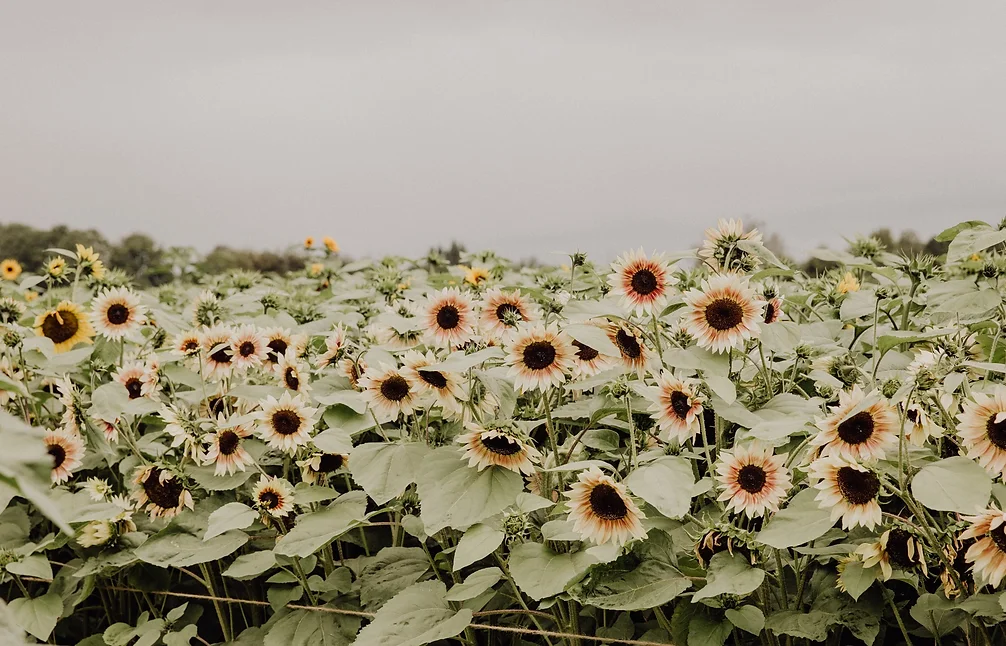 a field of sunflowers in Richmond