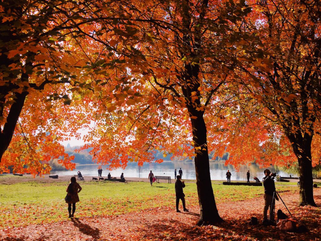 Orange leaves in the park of Trout Lake Park where people are walking around in the fall